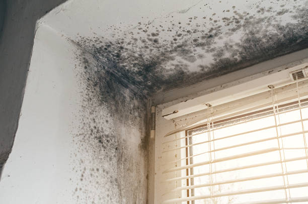 Affordable Black Mold Remediation solutions in Thompsonville, PA