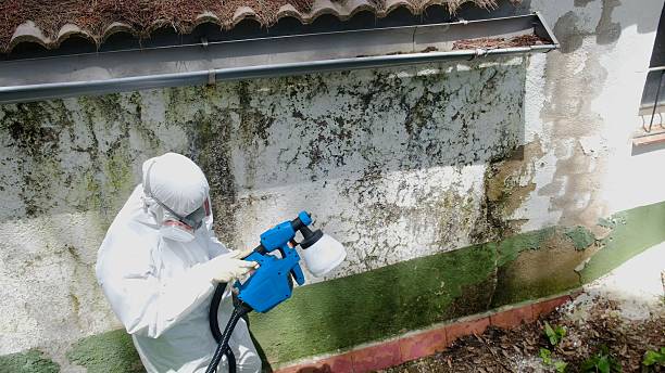 Top rated local Black Mold Remediation specialists in Thompsonville, PA